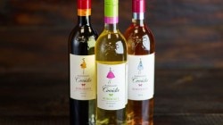 MADEMOISELLE COMEDIE BORDEAUX AOP Rose 075 MADEMOISELLE COMEDIE BORDEAUX AOP Rose 075